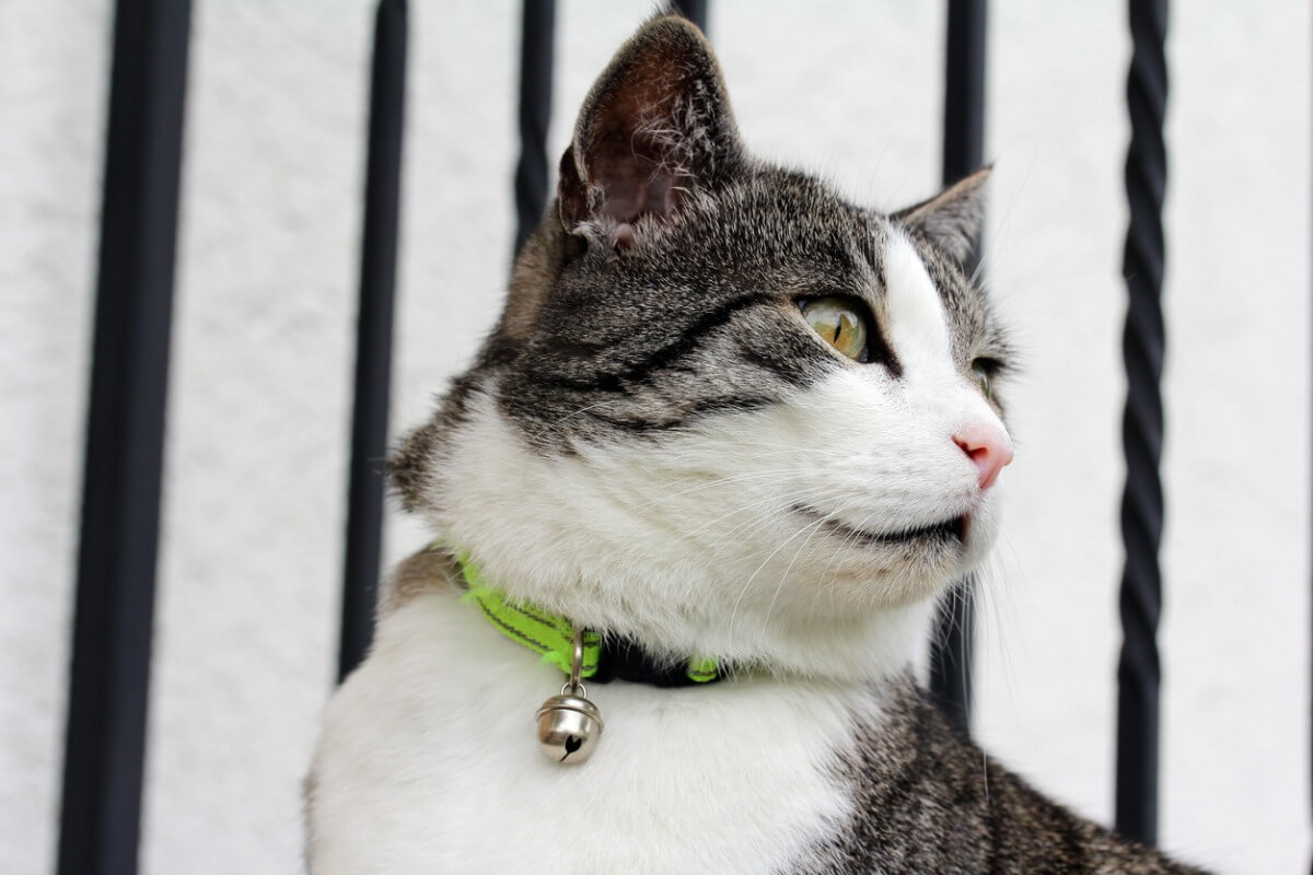 A cat with a bell.