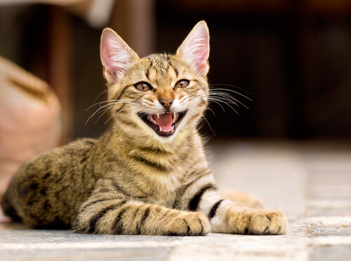 Gato maullando