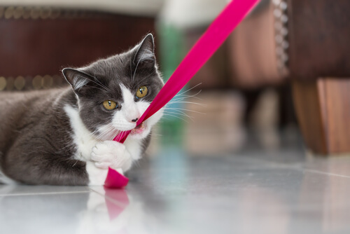 gato mordiendo 3