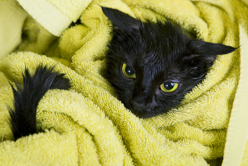 black kitten wrapped in towel