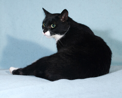 Gato negro