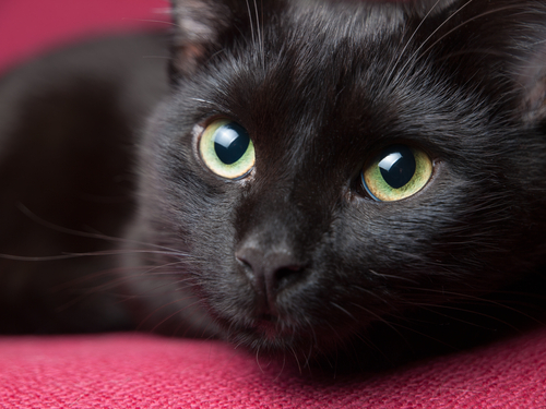 Un gatto nero.