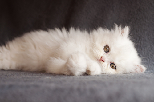 gato persa 2