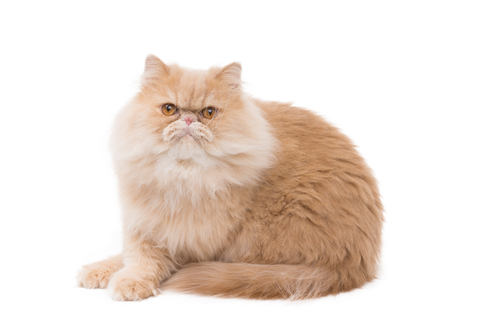 Razas de gatos: el gato Persa