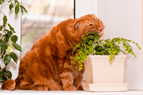 Chat qui mange plante.