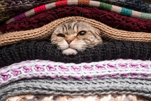 Cat in blankets.