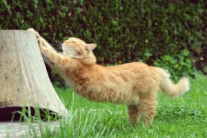 Te contamos cómo marcan los gatos su territorio
