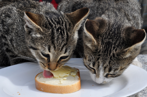 gatos comiendo