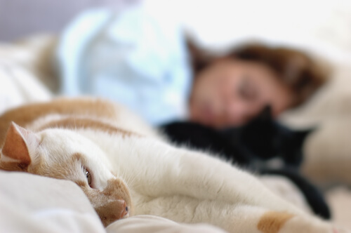 gatos durmiendo