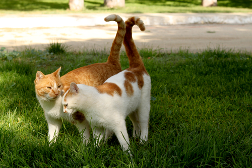 gatos enamorados 3