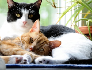 Celo en gatos: un enfoque hormonal