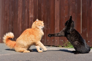 Los gatos y el instinto de lucha: ¿por qué se pelean?