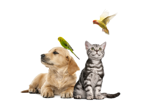Perros y gatos vs. aves