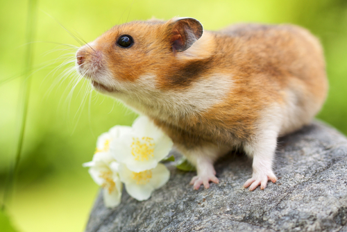 Un hamster sur une pierre.
