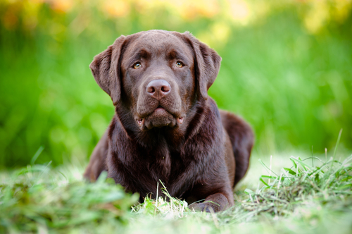 labrador retriever 3