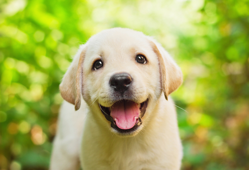 El Labrador Retriever: nobleza canina