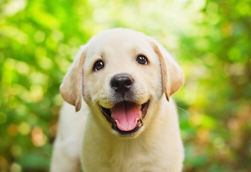 happy Labrador puppy