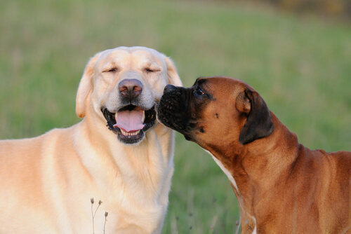 labrador y boxer