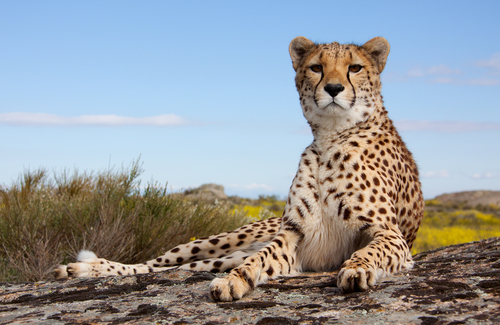 Felinos más grandes: leopardo