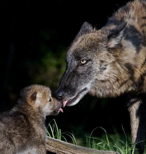 Iberian wolves and cub licking each other's faces