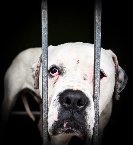 maltrato animales 2