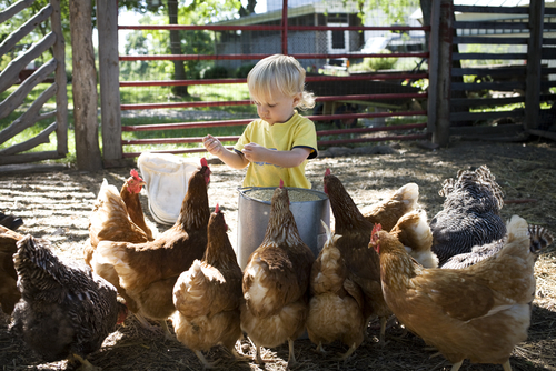 niña y gallinas