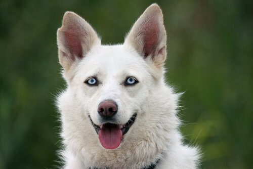 ojos perro