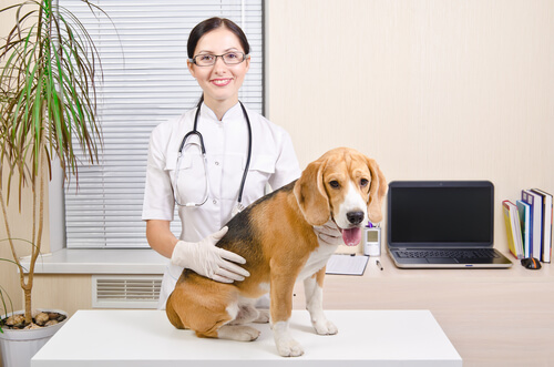 Operación de una mascota: beagle
