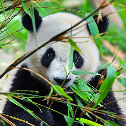 El oso panda tiene preferencia por el bambú.