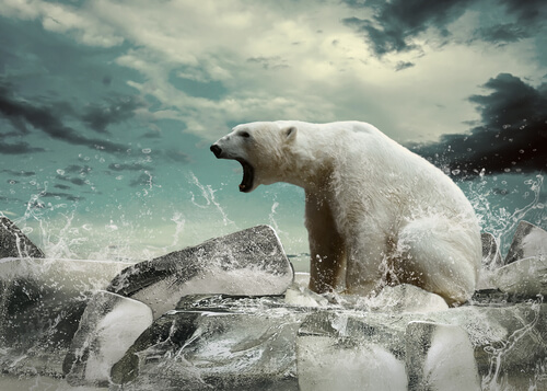 Oso polar