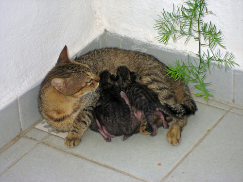 ¿Sabes cómo se desarrolla el parto de los gatos?