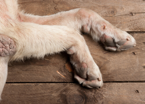 patas perro