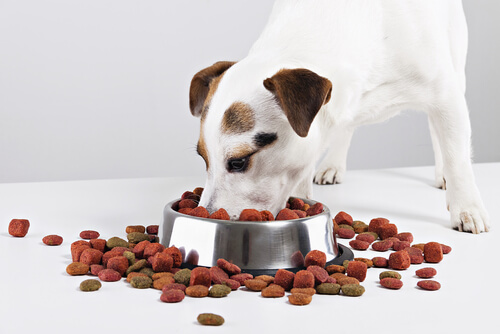 perro comiendo