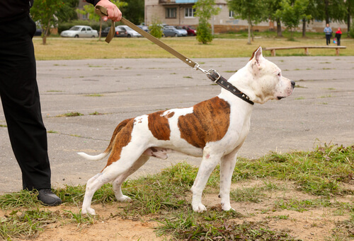 perro con correa