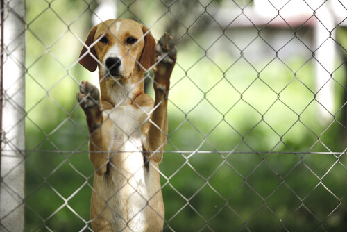 Dog standing with his paws on the fence