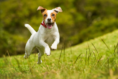 perro feliz corriendo