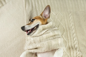 Cómo hacer una cama para tu perro o gato con un jersey