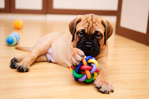 perro jugando