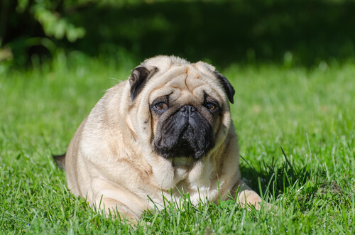 perro obeso