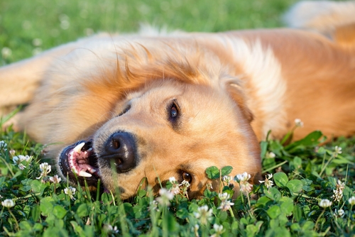 Perro tumbado en la hierba.