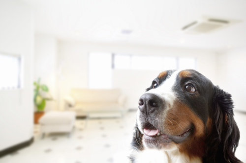 Ansiedad canina: ¿por qué mi perro destroza todo cuando está solo?