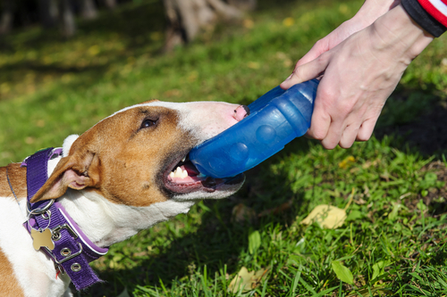 Un chien qui mord un jouet.