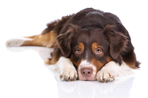 Chien sur fond blanc.