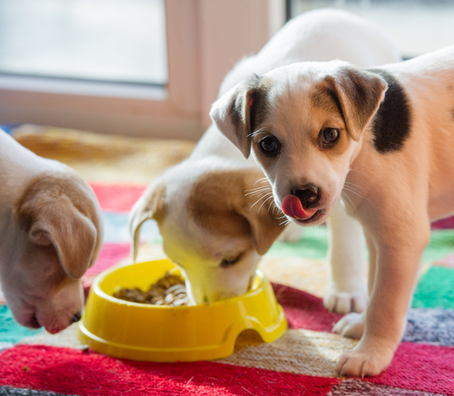 perros comiendo