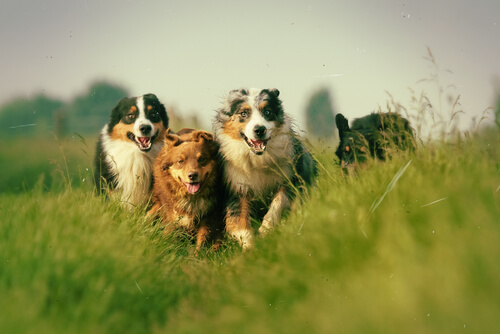 perros corriendo