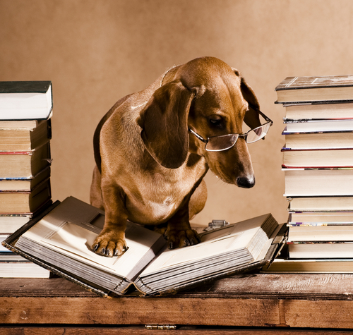 Los perros en la literatura