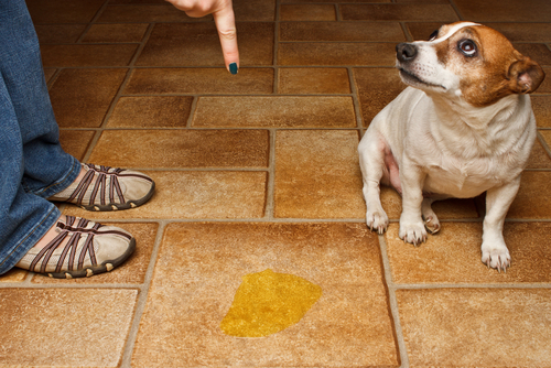 Consejos para eliminar el olor a orina de perro