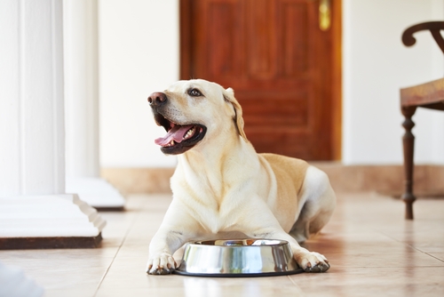 Dieta casera para perros: descubre los alimentos más recomendados