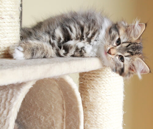 Kitten laying on a scratcher: keep a cat from scratching the furniture.