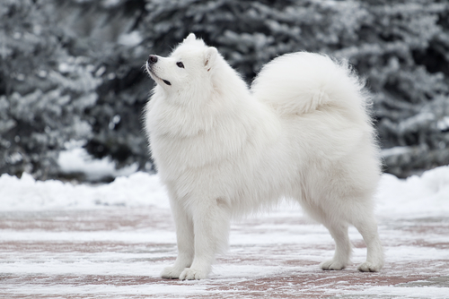 Samoyedo: perro de nieve